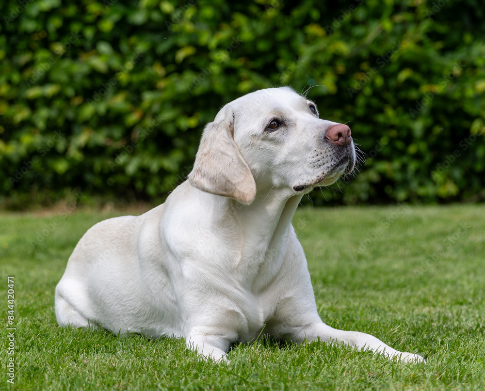 A white Labrador lies in the grass A white Labrador lies in the grass