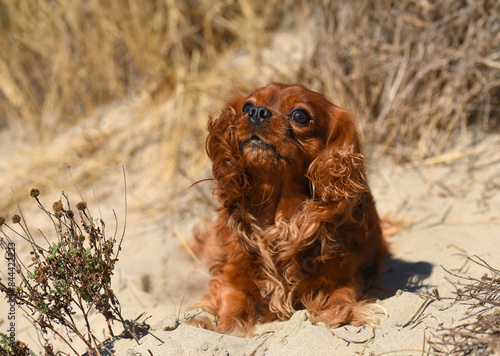 Photos cavalier king charles
