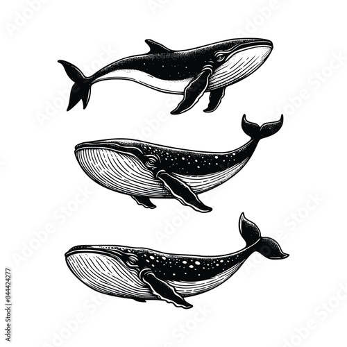 set of whale illustration. hand drawn  black and white whale vector illustration isolated white background photo