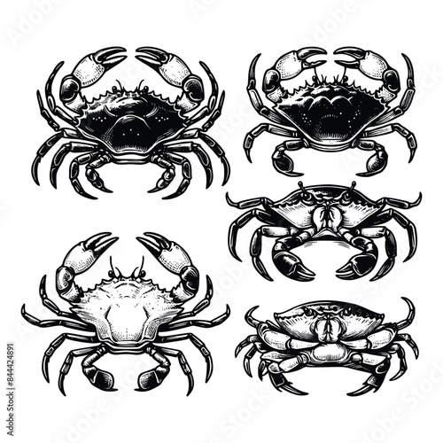 set of crab illustration. hand drawn black and white crabs vector illustration isolated white background