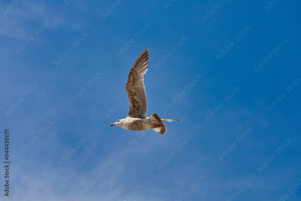 Obraz premium Möwe im Flug vor strahlend blauem Himmel an der Ostsee, Freiheit und maritimes Flair im Ostseebad Rerik, Mecklenburg-Vorpommern, Deutschland