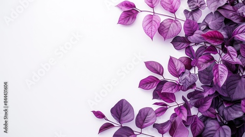 Purple Leaves on White Background