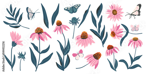 Coneflower set isolated on white background. Purple Echinacea wildflowers collection. Vector hand drawn illustration.