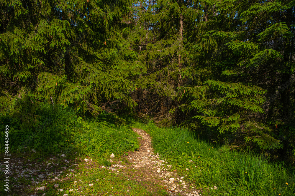Obraz premium A beautiful path in the forest under the sunlight in summer