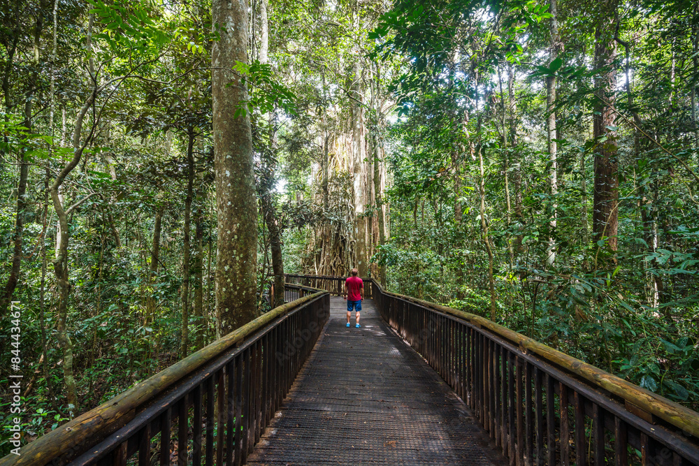 Man looking at big curtain fig tree, Queensland, Australia