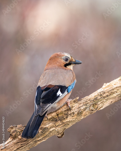 Sójka Garrulus glandarius