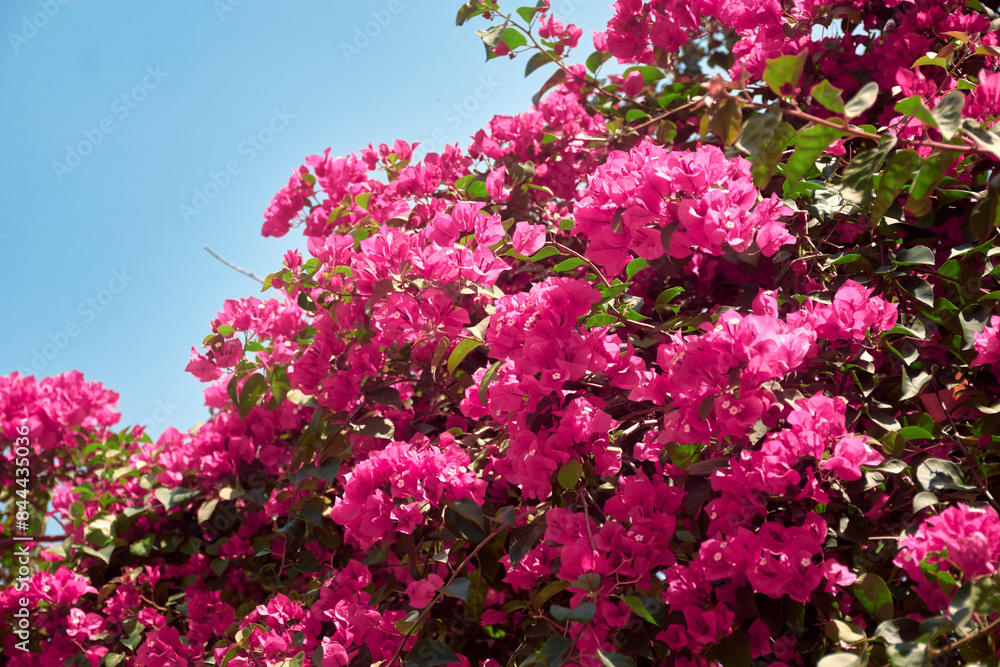 Vibrant purple-pink coloured bougainvillea flowering plant in full bloom. A popular ornamental vine, the plant is named after french explorer Louis Antoine de Bougainville. Vibrant purple-pink coloured bougainvillea flowering plant in full bloom. A popular ornamental vine, the plant is named after french explorer Louis Antoine de Bougainville.