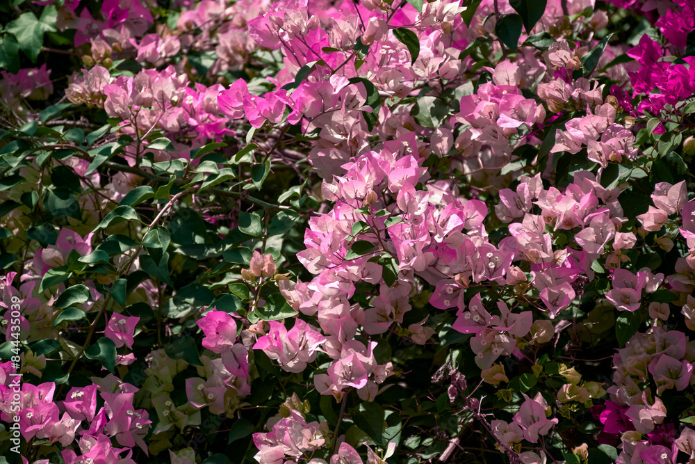 Vibrant purple-pink coloured bougainvillea flowering plant in full bloom. A popular ornamental vine, the plant is named after french explorer Louis Antoine de Bougainville. Vibrant purple-pink coloured bougainvillea flowering plant in full bloom. A popular ornamental vine, the plant is named after french explorer Louis Antoine de Bougainville.