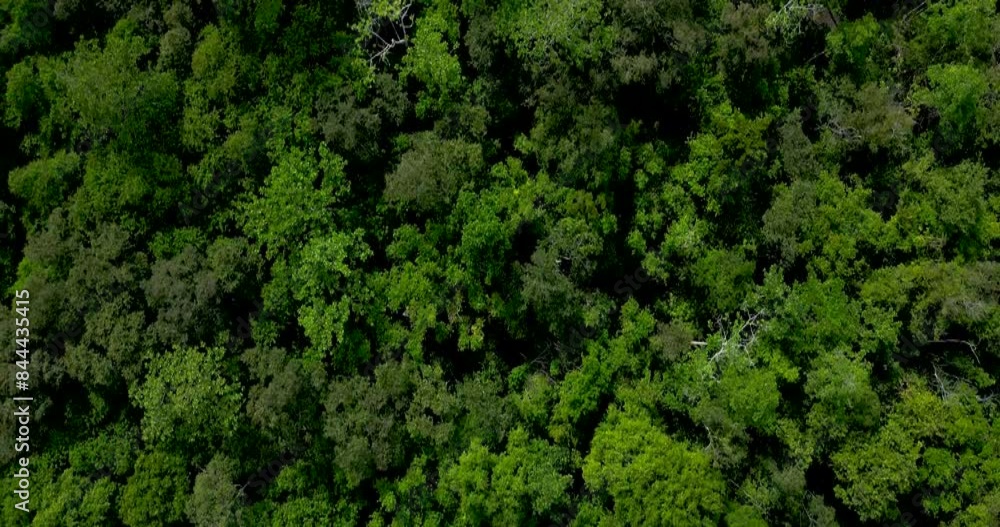 A drone glides above a winding river cutting through the heart of a dense jungle, capturing the scene in all its natural splendor. The river's crystal-clear waters shimmer as they weave through the lu A drone glides above a winding river cutting through the heart of a dense jungle, capturing the scene in all its natural splendor. The river's crystal-clear waters shimmer as they weave through the lu