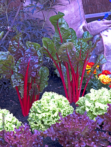 Vegetable colourful display in an allotment garden of Sweet Chard photo