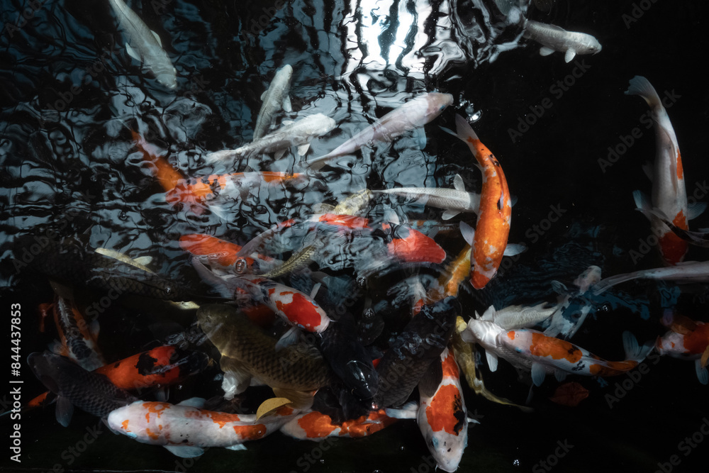 A group of colorful koi fish are swimming in a pond with a black background A group of colorful koi fish are swimming in a pond with a black background