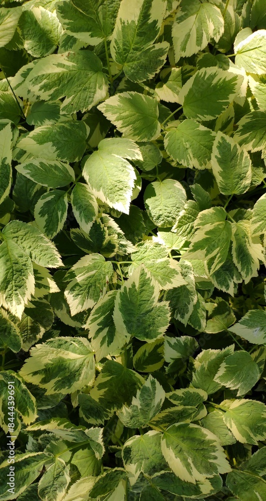Floral background. Natural texture of a plant with green leaves. Vertical photo. Floral background. Natural texture of a plant with green leaves. Vertical photo.