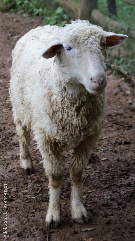 Close up of White Sheep on a Muddy Path in a Farm.