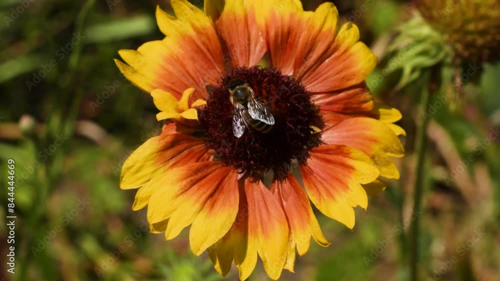 Bee collecting pollen on a gaillardia flower , surrounded by a vibrant garden scene Bee collecting pollen on a gaillardia flower , surrounded by a vibrant garden scene
