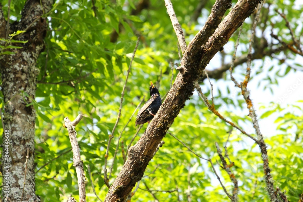 a beautiful singing bird on a dead tree branch of a large tree close-up a beautiful singing bird on a dead tree branch of a large tree close-up