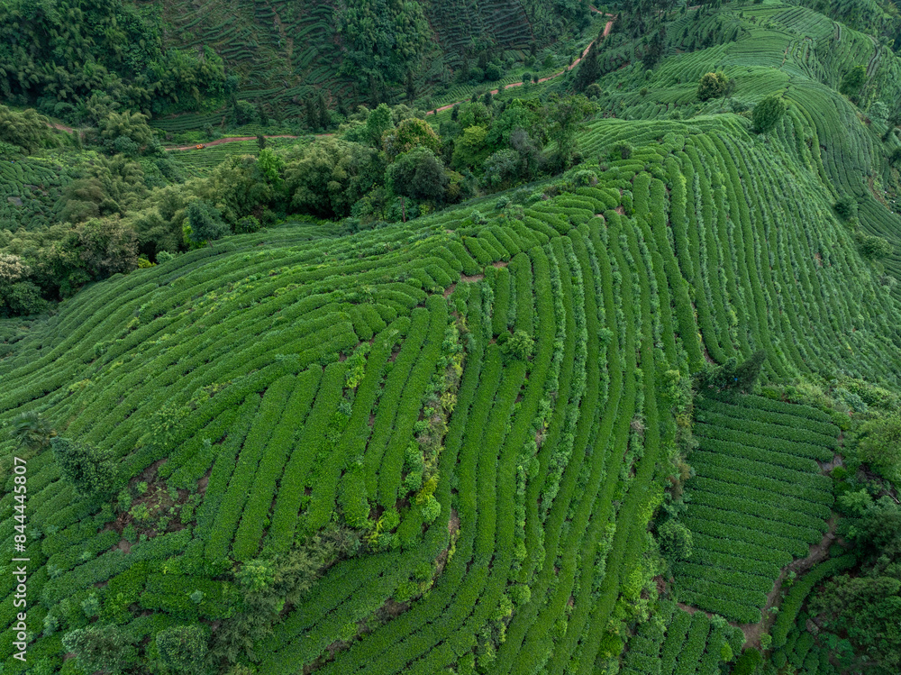 Ταπετσαρία Aerial view of tea terrace landscape in China