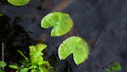 A detailed close-up of green lily pads gently floating on the surface of a river or pond. Capturing the delicate beauty of aquatic plants in a natural habitat, perfect for serene nature scenes photo