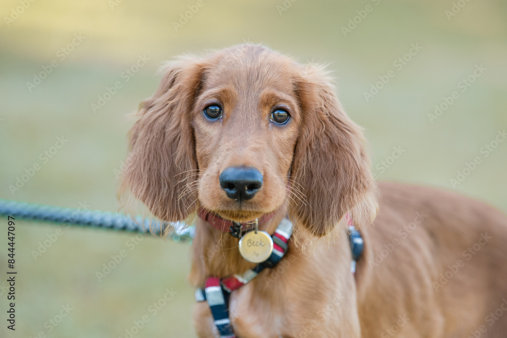 Photos 犬