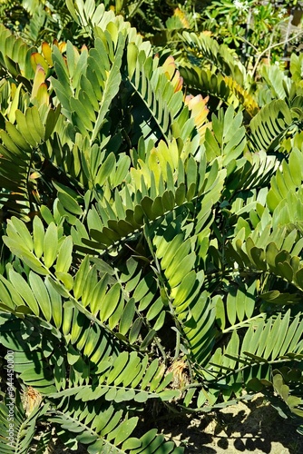 Cardboard plant, known scientifically as Zamia furfuracea photo