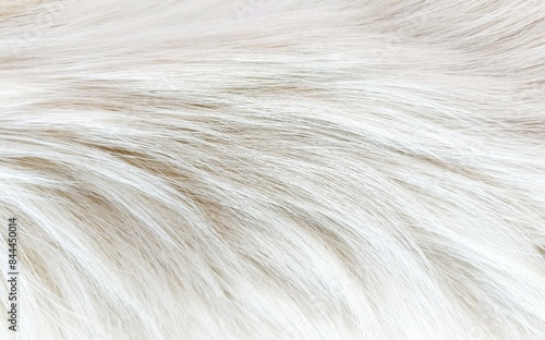 Beautiful abstract texture background white fur