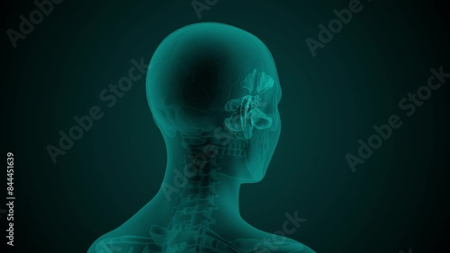X-ray scan of the female head of with visible paranasal sinuses. Anatomically correct 3d animation on dark background