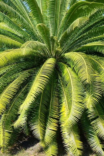 Dioon spinulosum, gum palm or Mexican dioon  photo