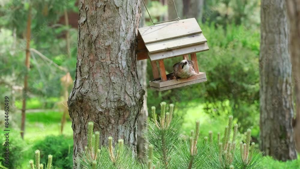 Jay Bird Eating in a Feeder in Pine Forest. Jay bird eats food from a feeder in a pine forest Jay Bird Eating in a Feeder in Pine Forest. Jay bird eats food from a feeder in a pine forest