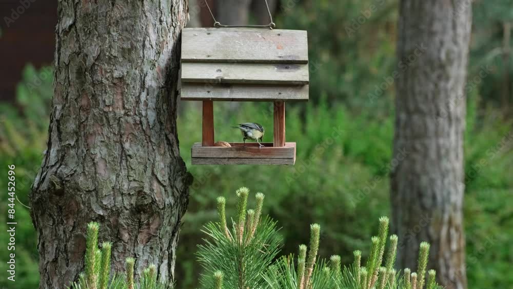 Blue Titmouse Eating from Feeder in Serene Pine Forest. Wild Parus major (Great tit) bird with yellow feathers eats seeds from wooden bird feeder Blue Titmouse Eating from Feeder in Serene Pine Forest. Wild Parus major (Great tit) bird with yellow feathers eats seeds from wooden bird feeder