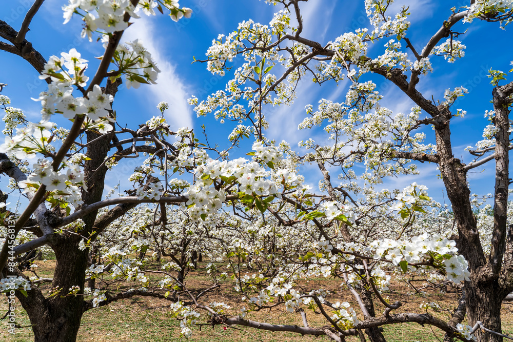 Fototapeta premium Pear flowers bloom in spring