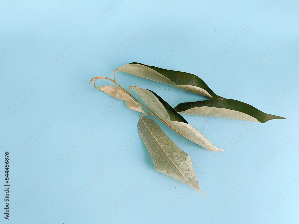 Obraz premium Hand holding dry leaves