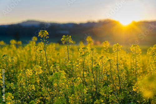 Leuchtendes schönes gelbes Rapsfeld in der Nähe von Tutzing, Bayern, Starnberger See bei Abendsonne und Gegenlicht