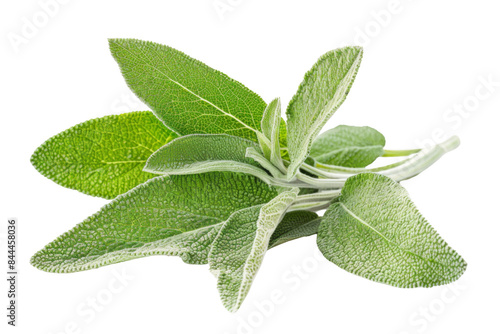 A bunch of fresh green herbs, including sage