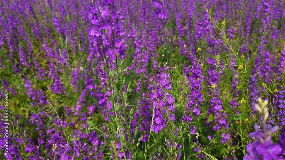 Purple flowers in a field. Delphinium plant. Picturesque landscapes of nature. Purple flowers in a field. Delphinium plant. Picturesque landscapes of nature.
