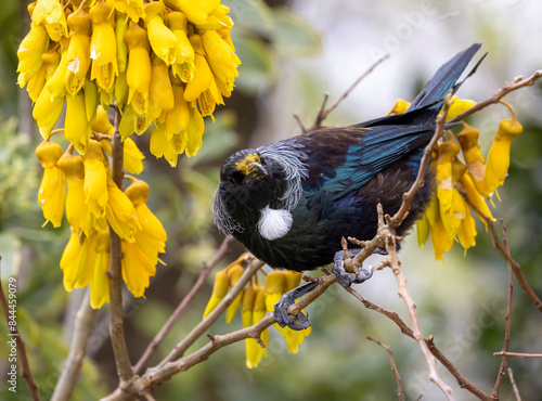 Tui (Prosthemadera novaeseelandiae) in a yellow kowhai tree with pollen on its face photo