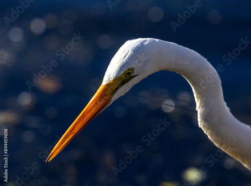 White heron (Ardea alba) close-up head shot