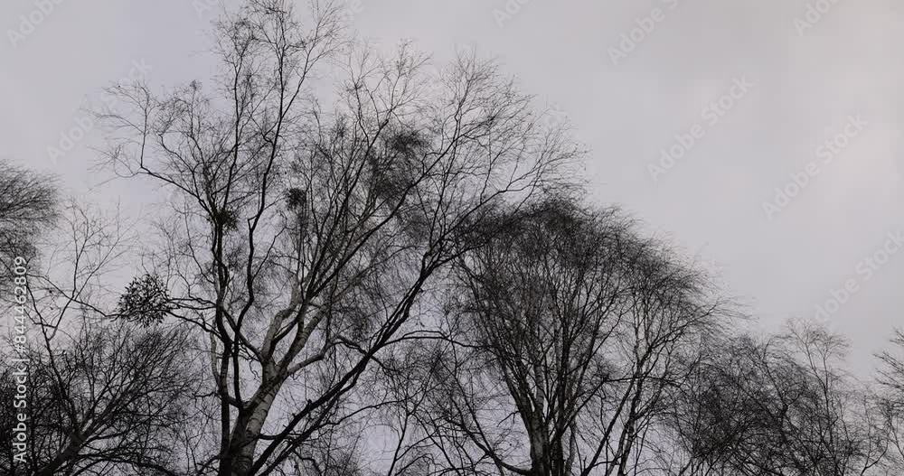 cloudy weather in windy weather in the winter park with birch tree, bare branches of birch tree in the winter season in the park cloudy weather in windy weather in the winter park with birch tree, bare branches of birch tree in the winter season in the park