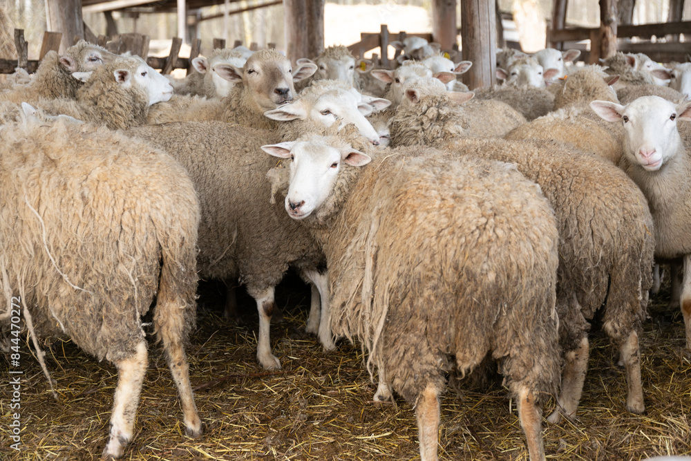 Fototapeta premium Herd of Sheep Standing Together