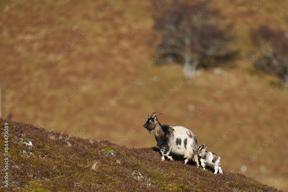 Wild goats grazing in the Highlands of Scotland Wild goats grazing in the Highlands of Scotland