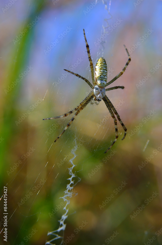 Argiope, wasp spider weaving a web in green grass Argiope, wasp spider weaving a web in green grass
