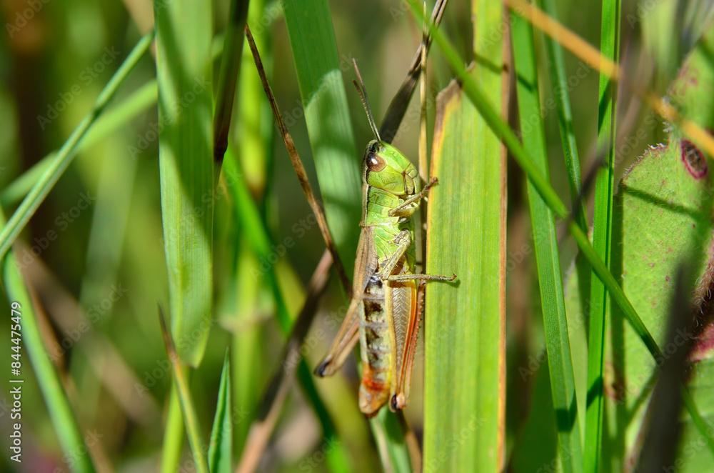 Grasshopper sitting on a stem of green grass Grasshopper sitting on a stem of green grass
