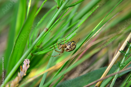 Large spider weaves a web among the green grass