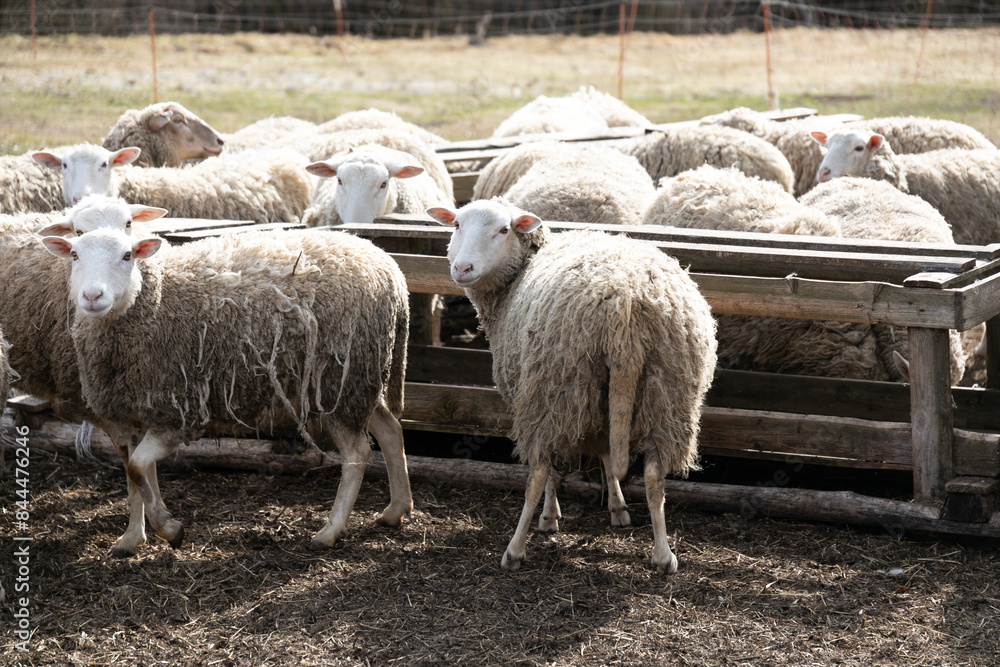 A Herd of Sheep Standing Together