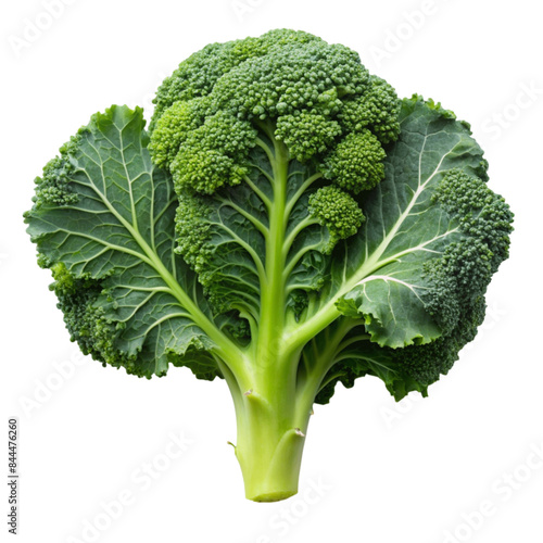 Wallpaper Mural Broccoli leaf. isolated on transparent background. Torontodigital.ca