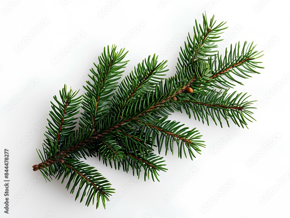 Festive Evergreen Pine Tree Branch on White Background Festive Evergreen Pine Tree Branch on White Background