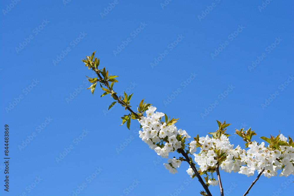 Sweet cherry branch with flowers Sweet cherry branch with flowers