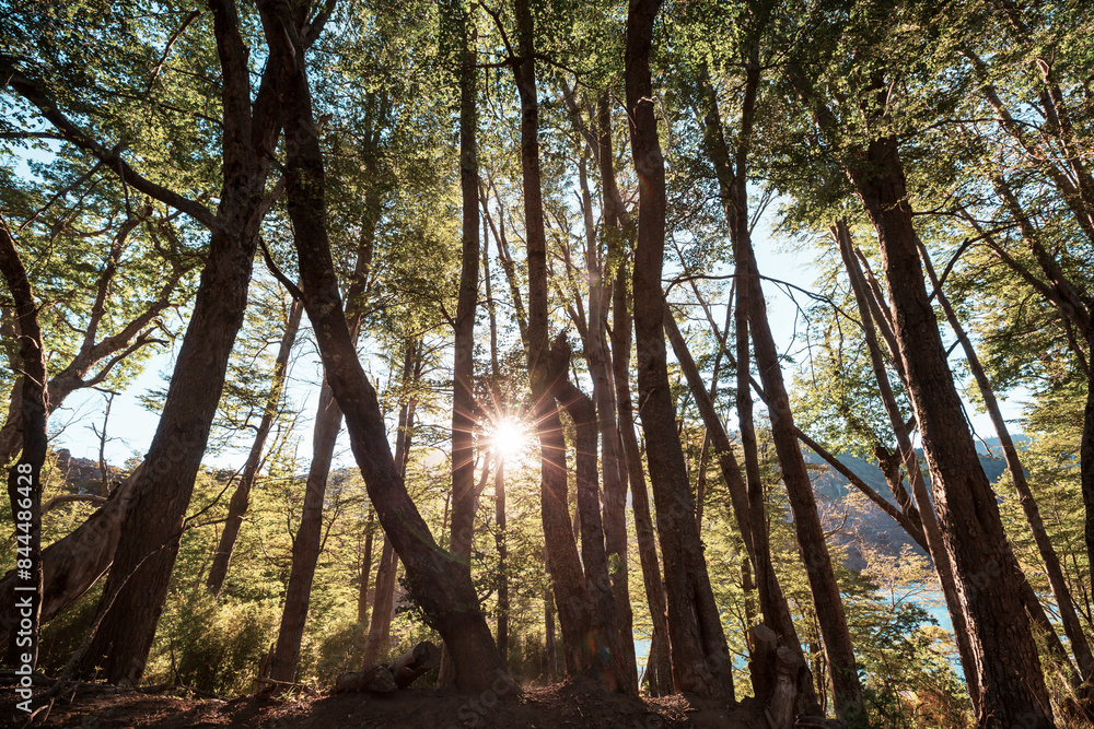 Summer forest Summer forest