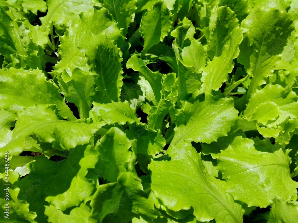 Lettuce salad leaf background. Fresh batavia salad. Top view whole lettuce leaf growth on organic farm ground bed. Young green lettuce crop in garden soil for spring leaf salad. Raw vegetarian lettuc
Lettuce salad leaf background. Fresh batavia salad. Top view whole lettuce leaf growth on organic farm ground bed. Young green lettuce crop in garden soil for spring leaf salad. Raw vegetarian lettuc