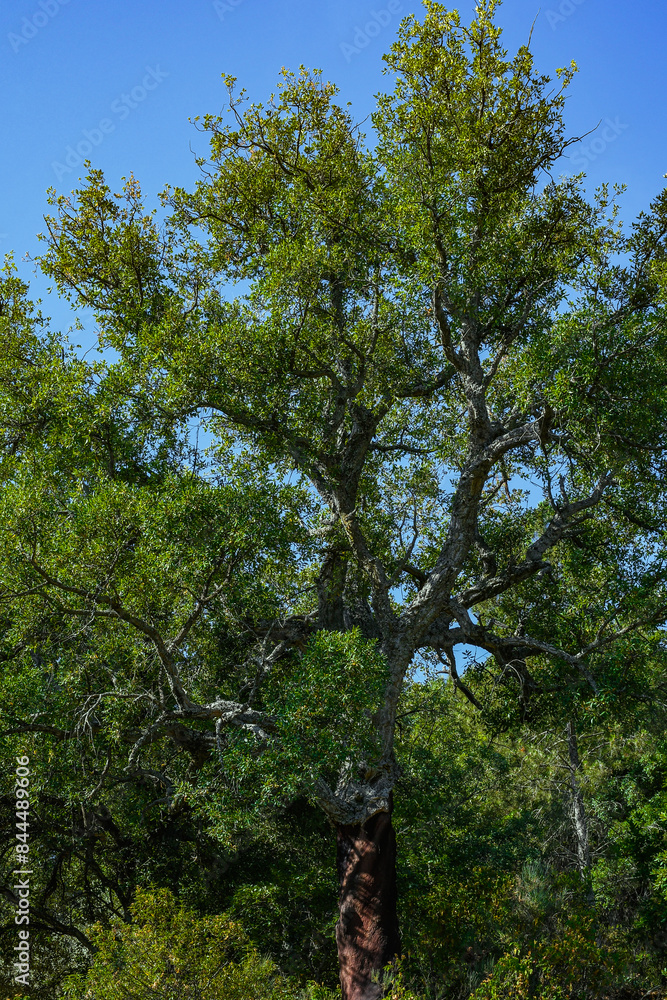 Fototapeta premium Quercus suber, commonly called the cork oak, is the primary source of cork, Sierra Madrona, Fuencaliente, Ciudad Real Province, Spain
