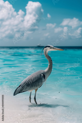 great blue heron