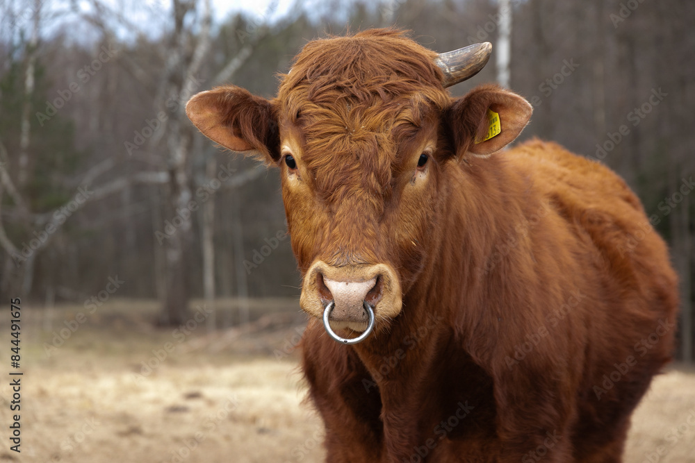 Brown Cow Standing in Field With Trees Brown Cow Standing in Field With Trees